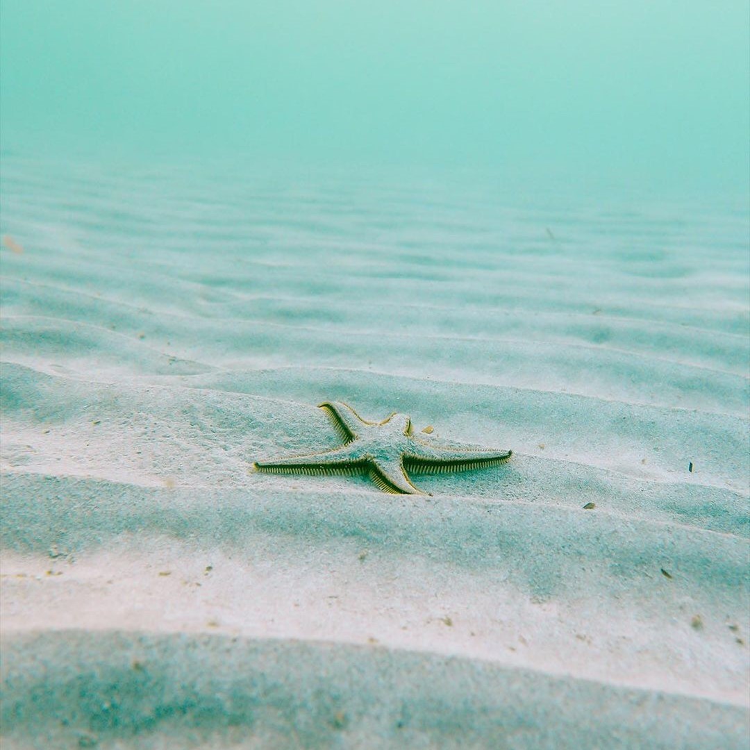 A starfish on rippled white sand under pale green water.